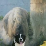 [강아지] <b>산업</b>도로에 서 있던 보더콜리 믹스견