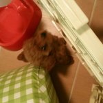 [EXO] 강아지 <b>분양</b>받음