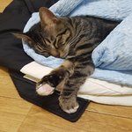 [고양이] 고양이길러주실분...