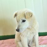 깨돌/믹스/남아/3개월 <b>산속</b>에 혼자 덜덜 떨며 누군가를 기다리던...