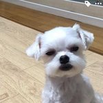 ㅅㅂ 짝남이 나 잠<b>만보</b> 닮았데ㅜㅜ