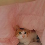 [고양이] <b>수의학</b> 전공 이시거나 고양이를 잘아시는분 있나요ㅠ