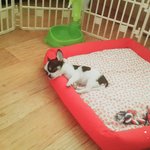 [강아지] 사랑스러운 콩이 성장기