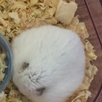 무지개 다리 건넜어요..