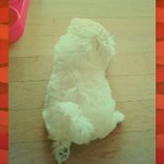[강아지] 1살 루키를 소개합니다