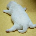 [댓글부탁해] 얘들아 <b>섀도우</b> 붉은끼도는거 추천좀