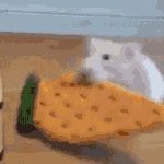 [19] 밥먹고 <b>배랑</b> 엉덩이만 살쪙..