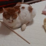 나의 동거남 <b>도칠</b>이 마지막 장난감