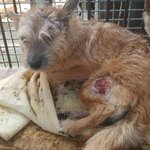 [동행세상] 보호소내 집단공격으로 제대로 치료받지 못했던 <b>믹스</b>견 금동이.