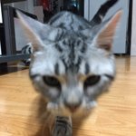 [고양이] <b>로로</b> 일상 파파라치 8탄