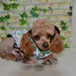 <b>아리</b>/푸들/여아/1살/3kg  하염없이 구조를 기다린 아이.. 가족이...