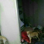 [동행세상] 태안 70마리 개와 20마리 고양이들