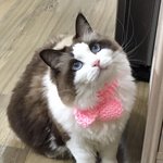 [탑과라떼] 탑과 라떼 겨울 패션