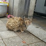 [<b>동행</b>세상] 식당에 구걸온 냥이