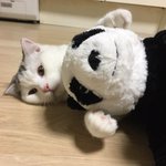 [고양이] <b>로로</b> 일상 파파라치 9탄
