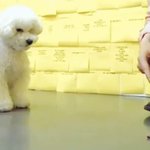 [EXO] <b>비보</b>싶