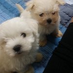 [강아지] 키우는데 시간 가는줄 모르네욯ㅎ