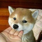 아이폰<b>실버</b> 로즈골드 추반좀