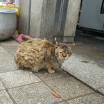 [<b>동행</b>세상] 식당에 구걸온 냥이 구조 소식 입니다.