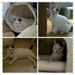 힘들게 살다가 구조된 29마리 냥이들이 기다리고 있어요..