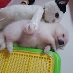 [강아지] 강아지 초보엄마 이야기