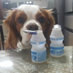 [코코토끼] 코코 와 토끼 _ 먹방 식탐 편..