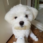 [강아지] 꼬맹이의 <b>신나</b>는 하루하루