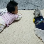 [고양이] 육묘일기