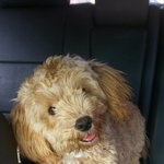 [동행세상] 김제 터미널앞에서 발견된 푸들 <b>호동</b>이.