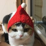 [고양이] <b>미리</b> 크리스마스! ('ㅂ') 룹렝난