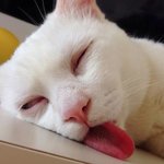 <b>체면</b> 구겨진 냥님들 굴욕사진