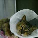 [동행세상] 식당냥이 지짐이와 범백 <b>사라</b> 소식입니다.