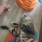 [댓글조언꼭] 고양이의 서열정리에서 밀린거같애요....