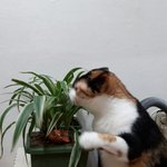 [고양이] <b>풀</b> 씹는 고양이^^