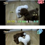 [강아지] 강아지 <b>교배</b> 업체에다가 하지마세요.