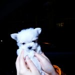 [강아지] 말티즈 송이를 소개합니다~~^^