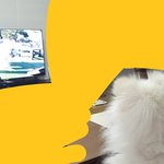 <b>울</b><b>집</b>강아지도 동물농장 완전 열심히 봨ㅋㅋㅋ