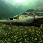 [EXO] <b>철갑</b>상어 좀 심한 욕인듯