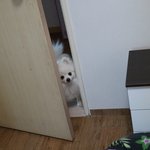 [강아지] 산타<b>두부</b>의 겨울맞이