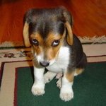 [강아지] 비글 <b>토리</b> 이야기 1탄