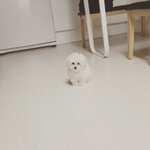 [강아지] 우리 귀여운 짱구를 소개합니당~~