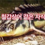 [EXO] ㅇㄱㄹ반응하면 <b>철갑</b>상어