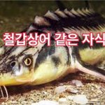 [EXO] 이 <b>철갑</b>상어들