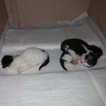 <b>꼬물</b>이 3녀석이 세상 구경 하러 나왔는데 ㅠ