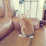 엄청 오~랜 만에 근육토끼 헤니 자랑