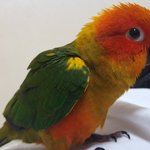 앵무 단지입니다2