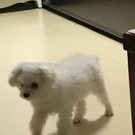 [EXO] 우리<b>집개</b> 조카 귀여워서 패버리고싶음