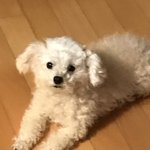[EXO] 우리집개2 때렸음