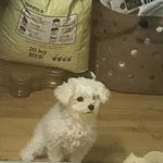 [EXO] 우리집개3 내일 이 시간에...또...