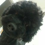 [EXO] <b>주인</b>닮아서 못생기게나옴